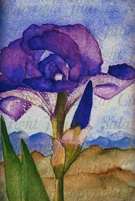 Iris in New Mexico - Southwest Landscape Series